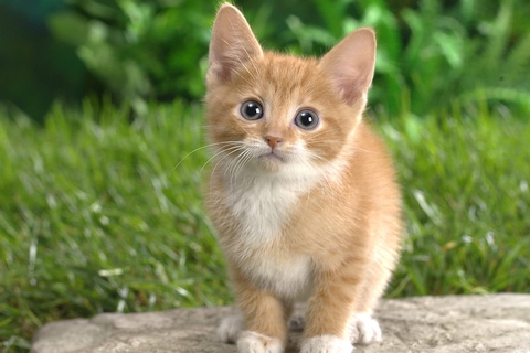 Кошечки