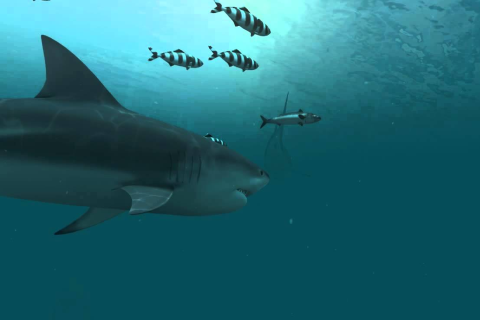 Shark Live Wallpaper - Скриншот 3