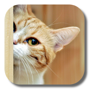 Иконка Kitty Cat Live Wallpaper