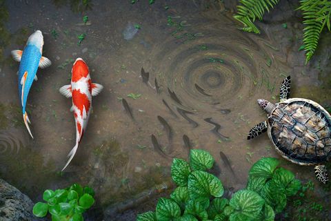 Water Garden Live Wallpaper