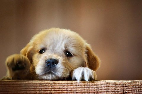 Милые щенки