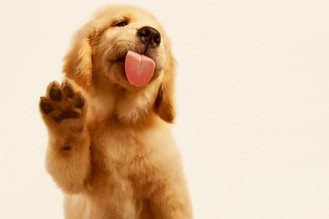 Super Dog Lick Screen