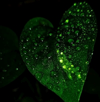 Иконка Денежное дерево Иконка Денежное дерево