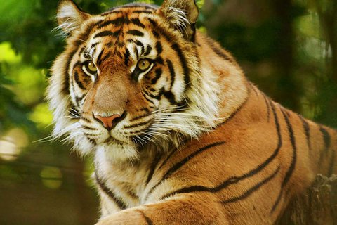 Прыжок тигра