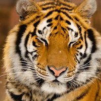 Иконка Прыжок тигра Иконка Прыжок тигра