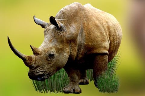 Rhinos Africa
