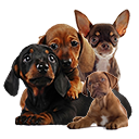 Иконка Милые щенки Иконка Милые щенки