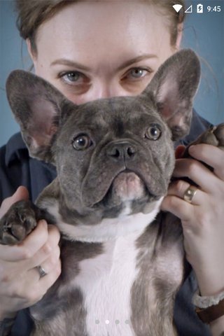 Милые щенки - Скриншот 1 Милые щенки - Скриншот 1